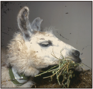 PAM_416_FARMACIA_VETERINARIA_F1