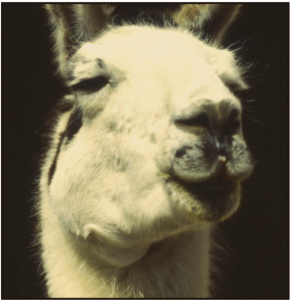 PAM_416_FARMACIA_VETERINARIA_F2