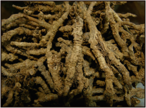 PAM_416_PLANTAS_MEDICINALES_F1