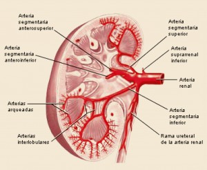 PAM_416_REVISION_2_F1