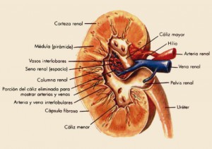 PAM_416_REVISION_2_F2