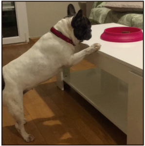 FARMACIA_VETERINARIA-1