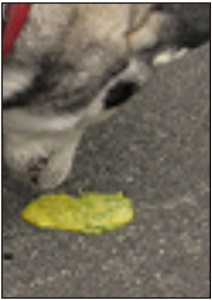 FARMACIA_VETERINARIA-3