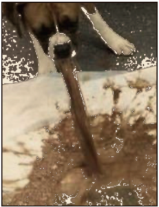 FARMACIA_VETERINARIA-4