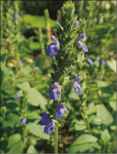 Plantas Medicinales - _fmt