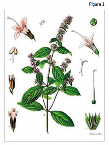 Plantas_Medicinales_Menta_Figura1