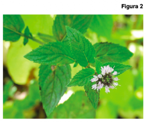 Plantas_Medicinales_Menta_figura2